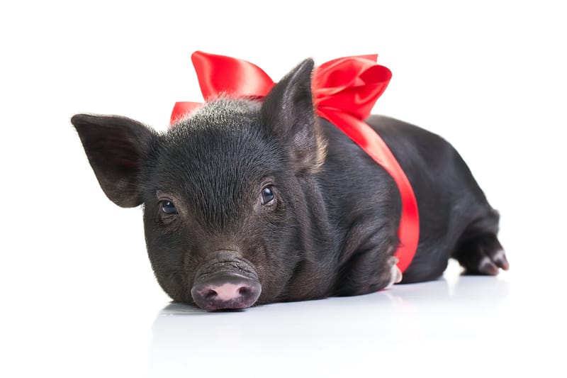 Black piglet