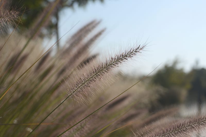 Buffel grass