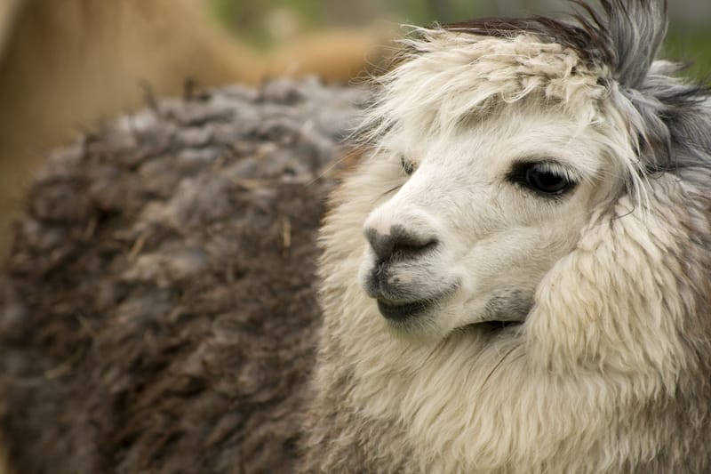 Alpaca