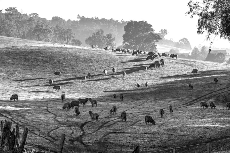 Sheep at Gidgegannup