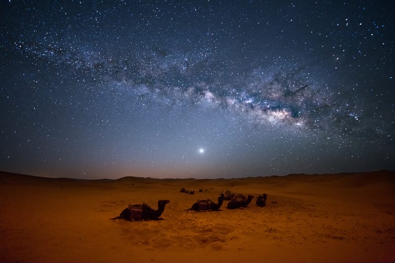 Camels