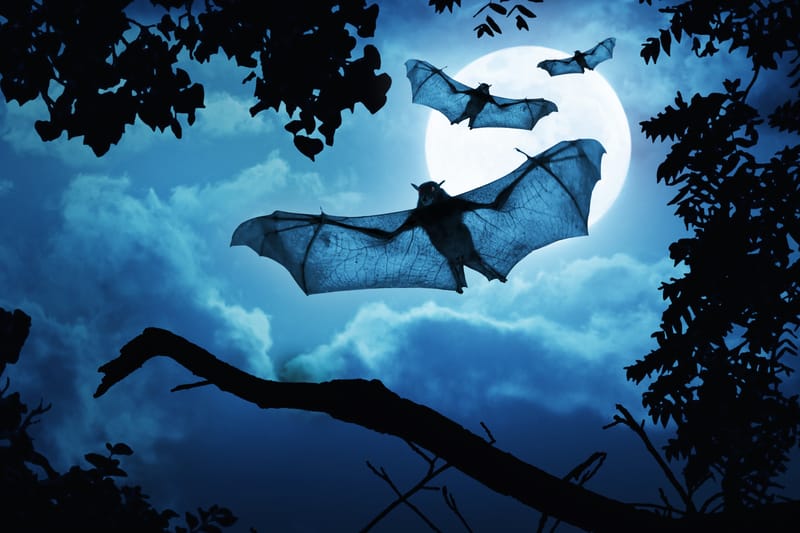 Bats