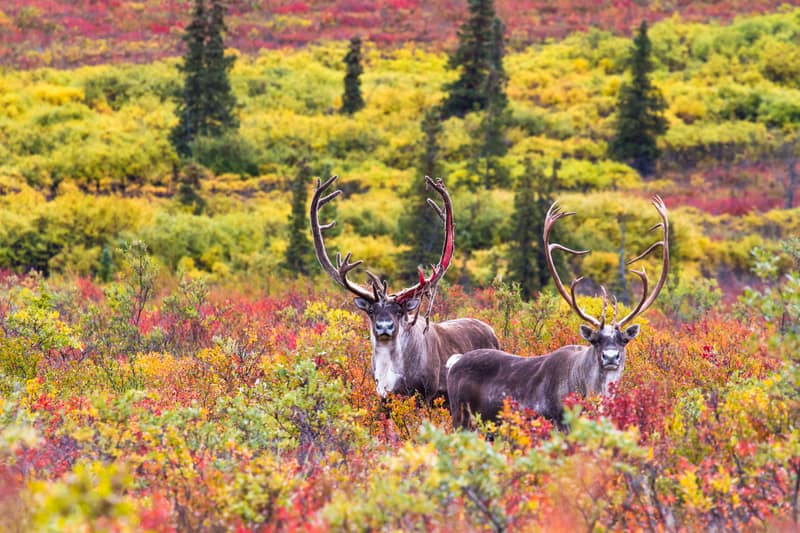 Caribou