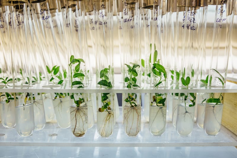 gene modified plants