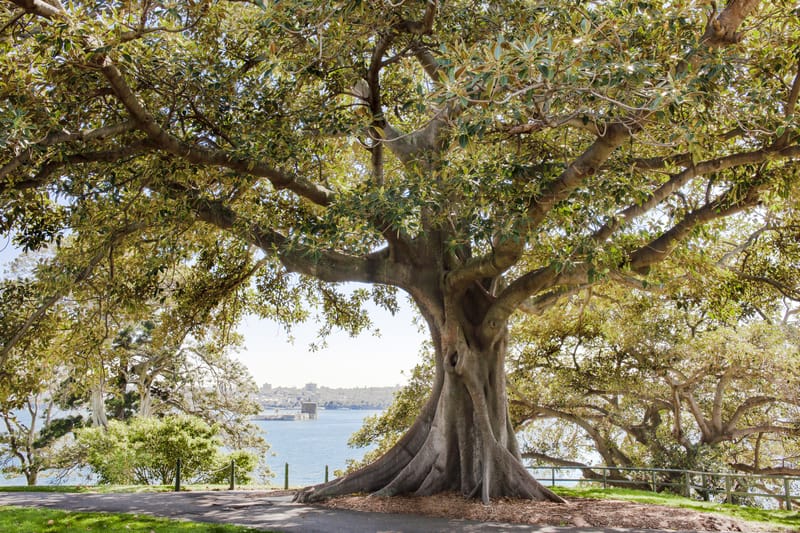 Ficus