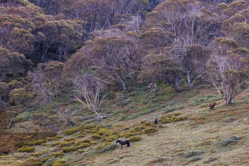 Snowy Mountain brumbies