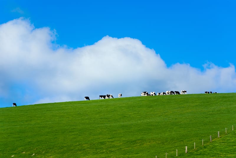 Dairy farm