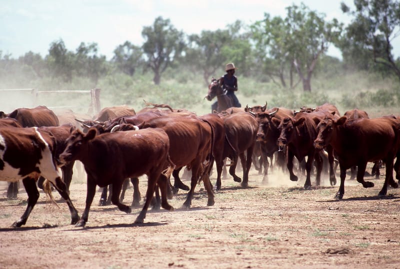 beef cattle in the NT