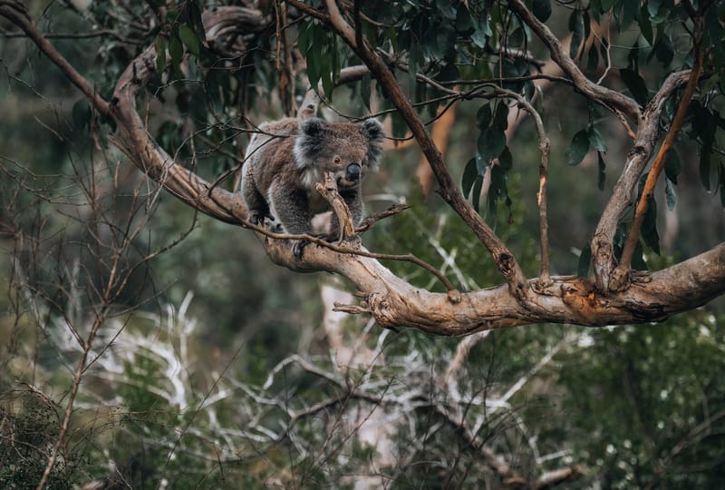 Koala