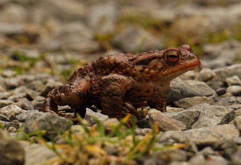 Cane toad