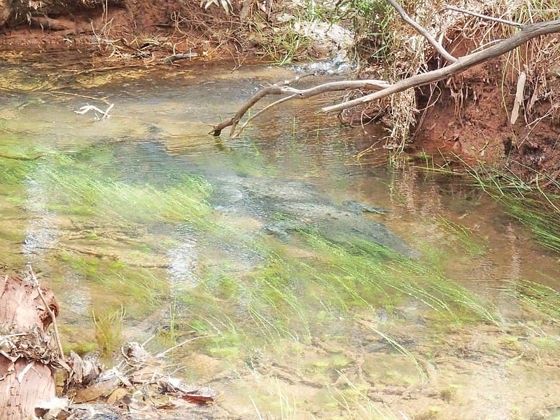 Croc in shallows