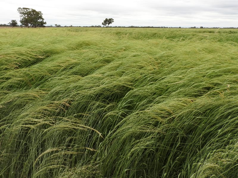 Teff near Wakool