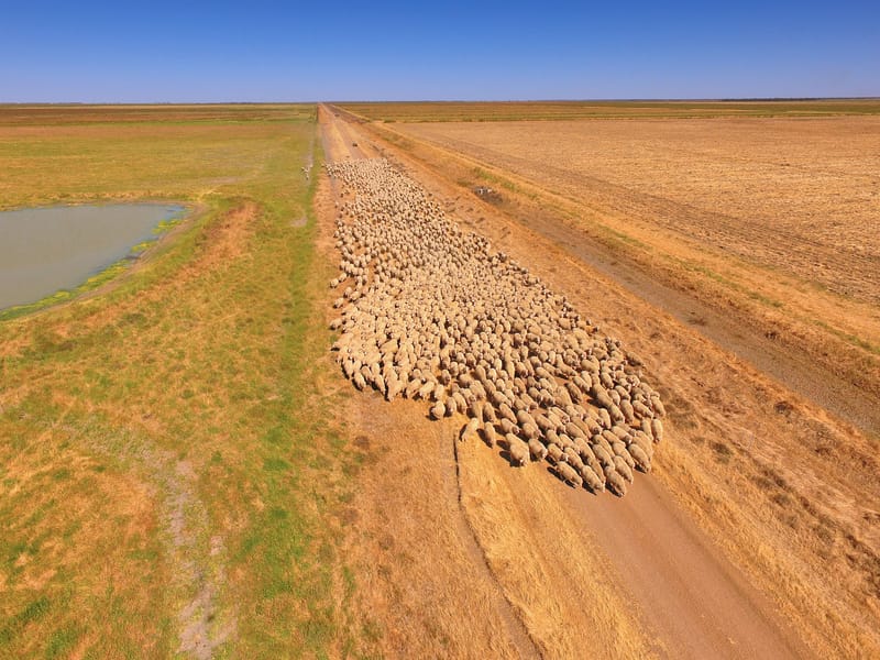 flock of sheep