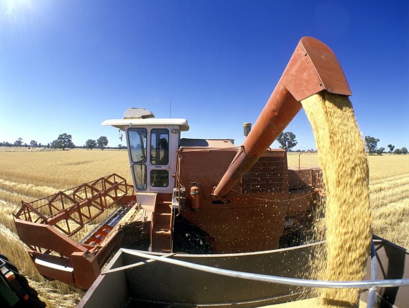 wheat harvest