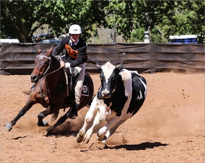 Boy campdrafting