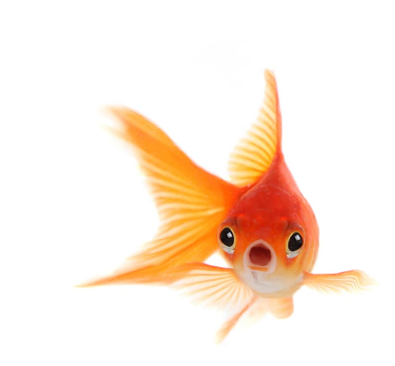 goldfish