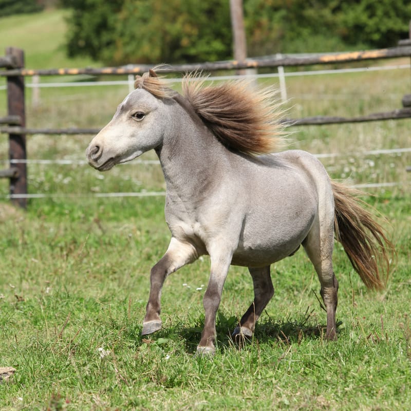 Miniature Pony stallion