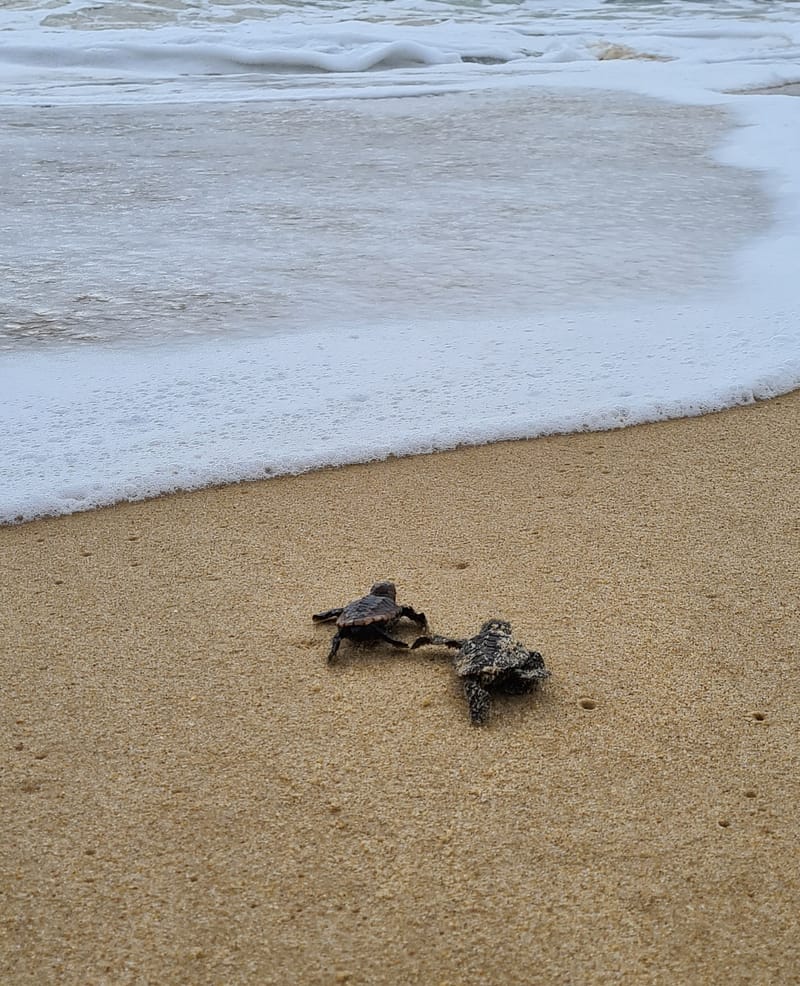 Mystify hatchlings