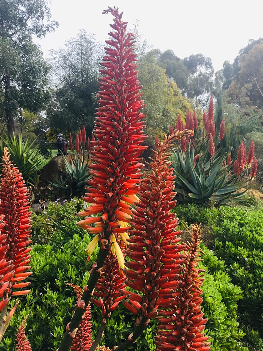 Fran's garden