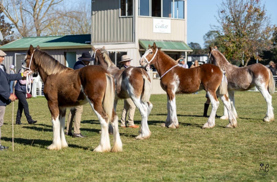 Big hooves, big hearts: Braidwood’s heavy horses are back i Australian ...