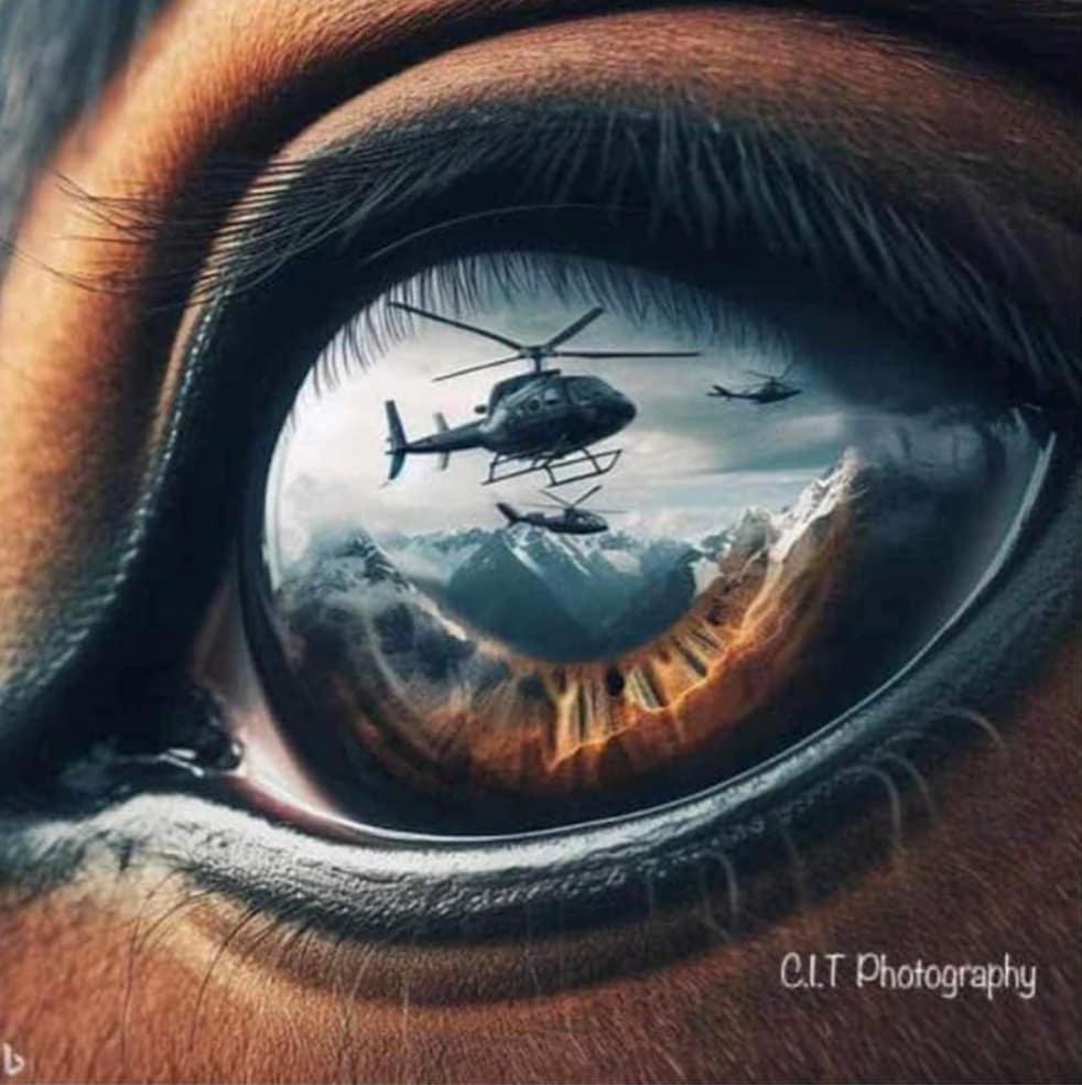 Horse's eye CIT Photography