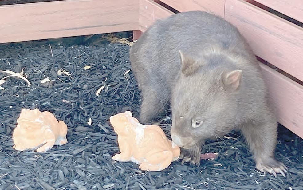 Willie wombat