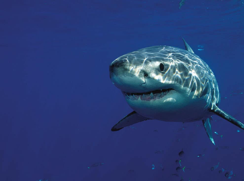shark