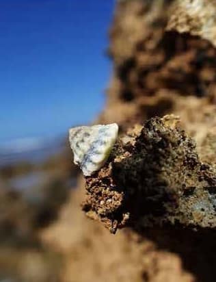 periwinkle bembicium flavescens