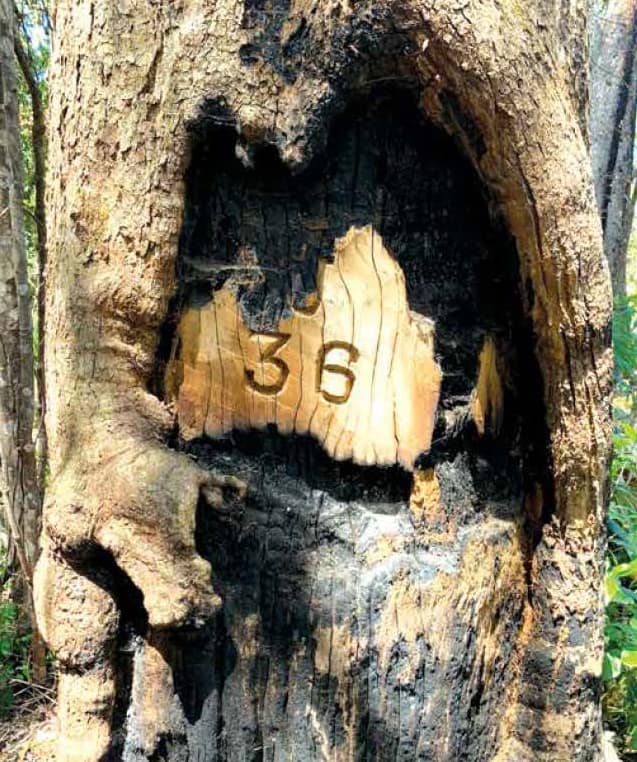 Map of Australia tree
