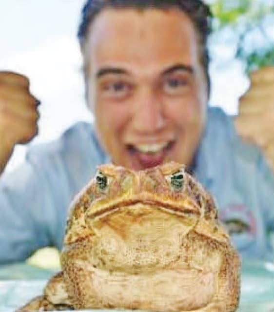 Cane toad racing