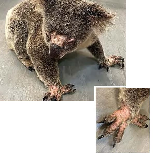 Makawee the koala