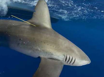 Galapagos shark