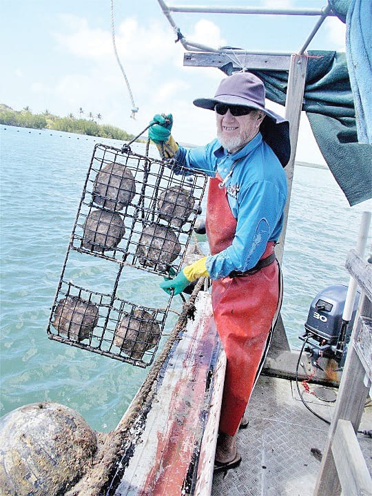 Rusty pearl farming