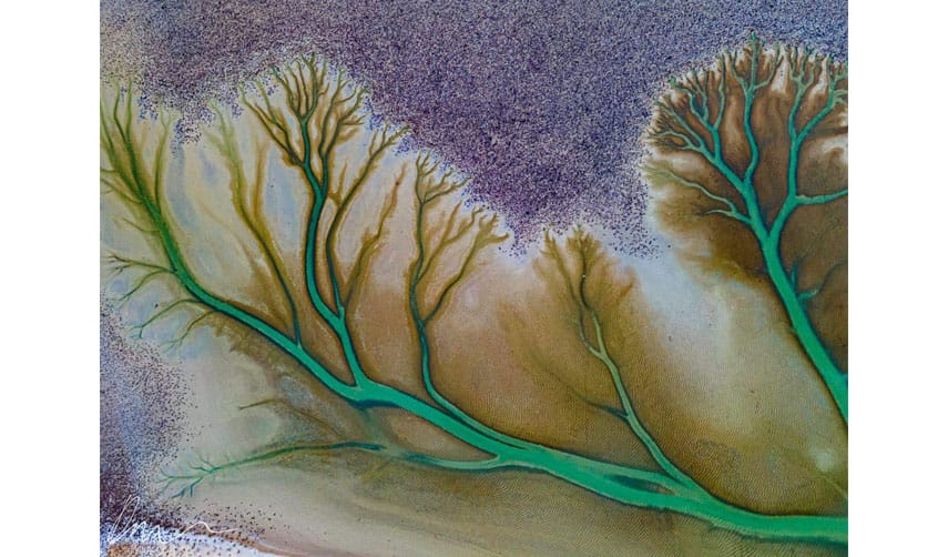 Derry Moroney's green Tree of Life