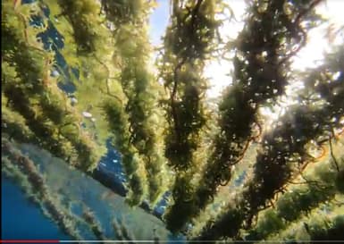 Marine permaculture farm