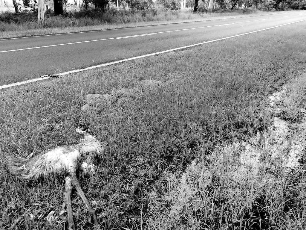 Emu roadkill