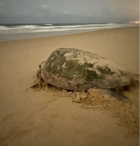 Mystify the turtle