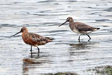 Hudsonian Godwit