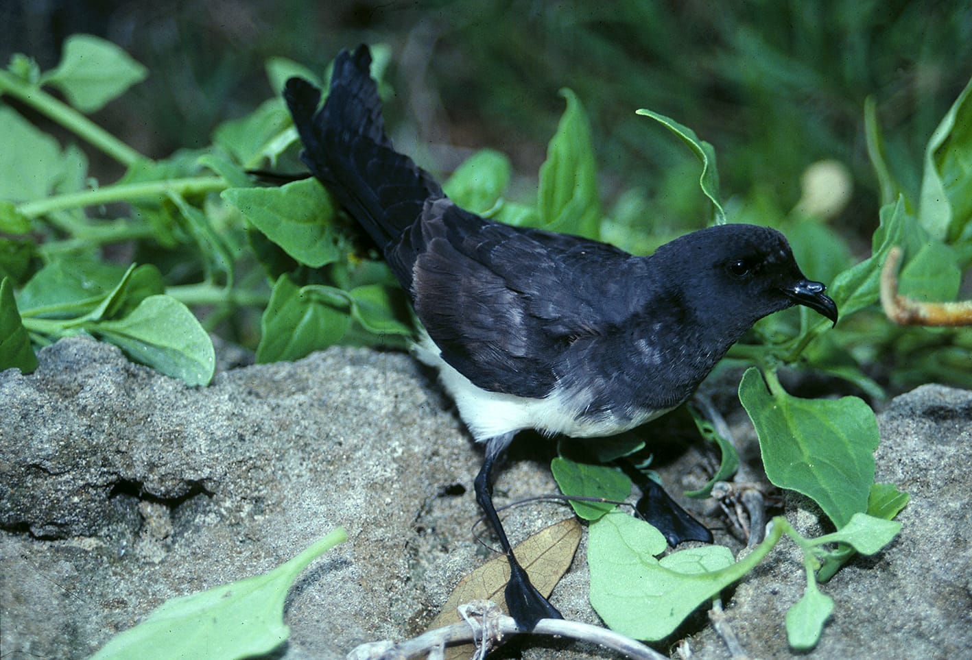 White-bellied storm petrel
