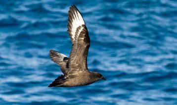 Kermadec petrel