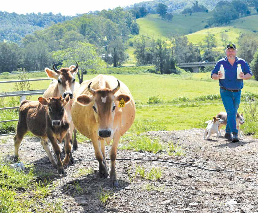 Shane Hickey and cows
