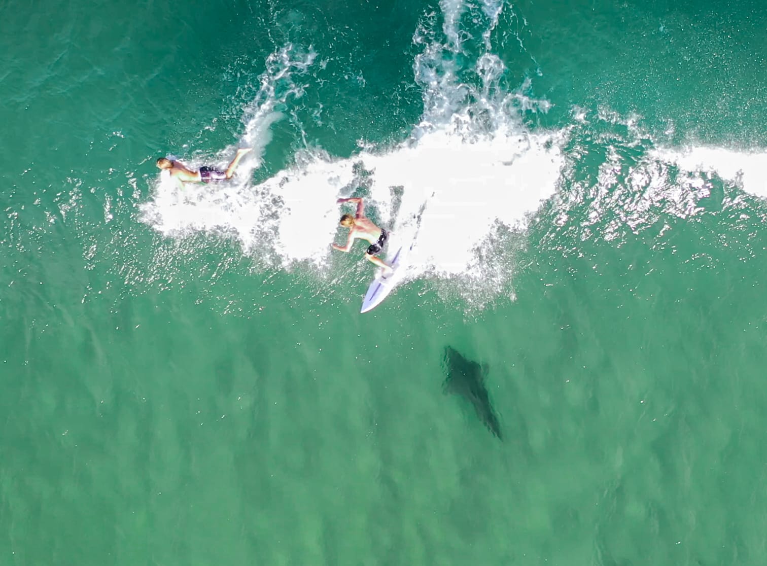 Pippi Beach shark
