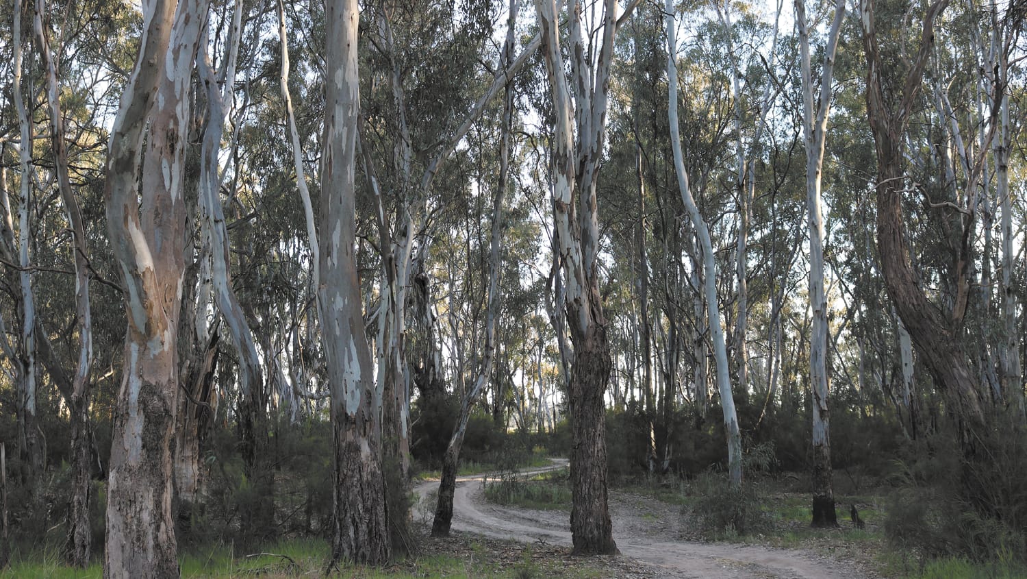 Native forest KBB