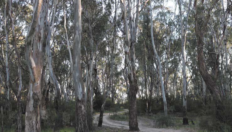 Native forest