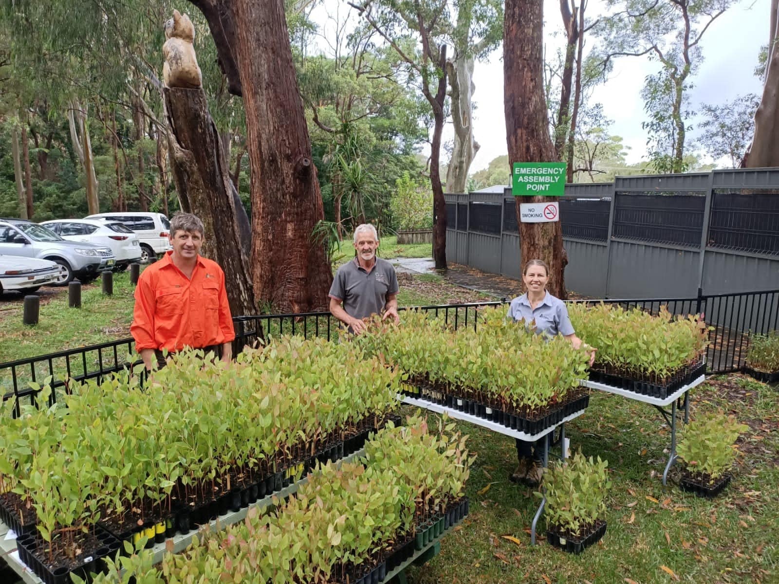 Seedlings ready for the koala food tree giveaway