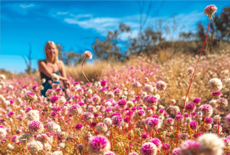 Toodyay wildflowers