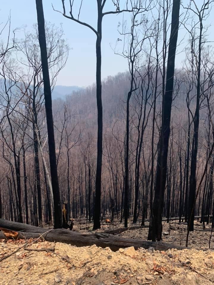 Burnt forest