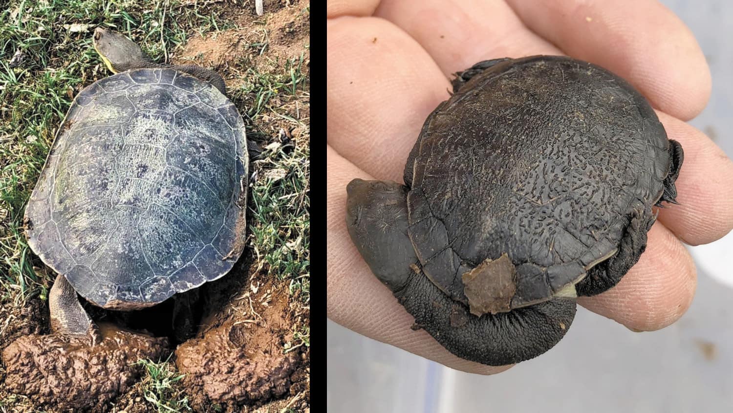 Turtles