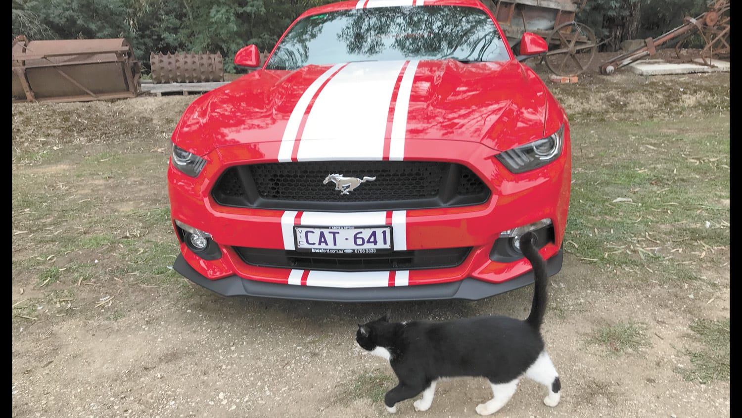 Mustang
