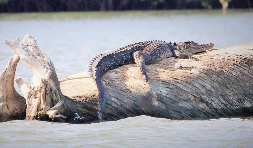 Crocodile